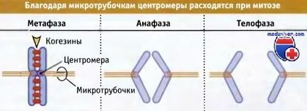 Lokalizáció és funkciója centromérák kromoszómák