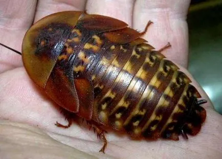 Мадагаскар съскане хлебарка гигант, хранене и размножаване в терариума