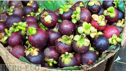 Mangosteen - beneficii pentru sănătate