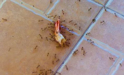 Малките червени мравки в апартамента, където са и как да се справят