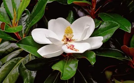 Magnolia - cultivare, propagare, de plantare și îngrijire