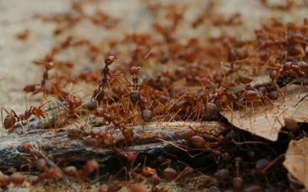 Kis vörös hangyák a lakásban hol vannak, és hogyan kell kezelni