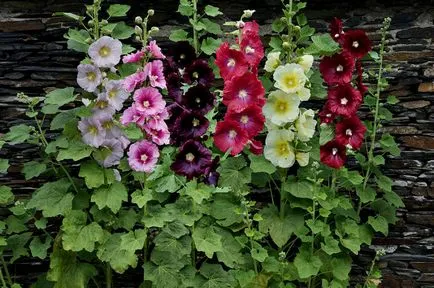 plantare perene Mallow și de îngrijire, fotografie