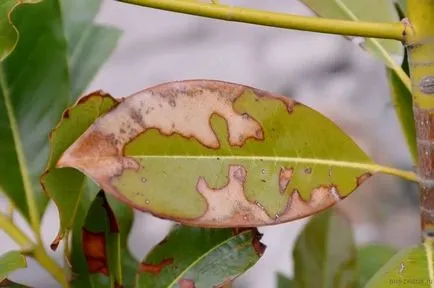 Magnolia ültetés és gondozás a nyílt terepen