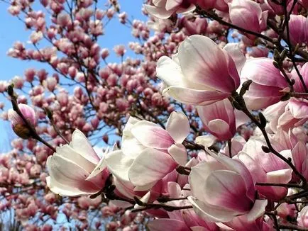 Magnolia ültetés és gondozás a nyílt terepen
