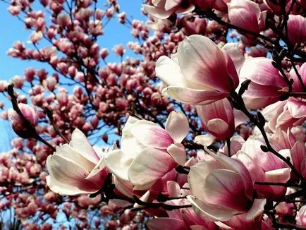 Magnolia - termesztés, szaporítás, ültetési és gondozási