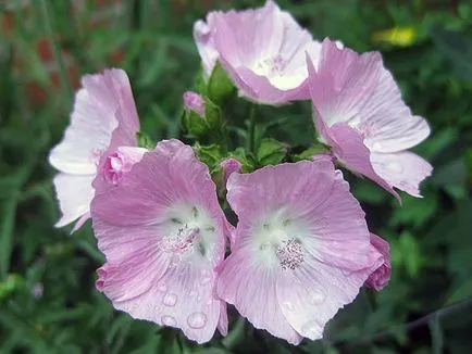 plantare perene Mallow și de îngrijire, fotografie