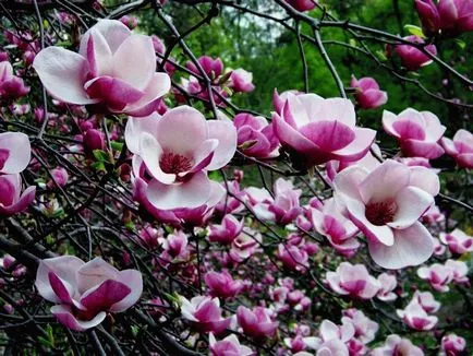 Magnolia - cultivare, propagare, de plantare și îngrijire