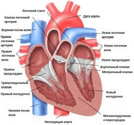 Micile anomalii de dezvoltare a inimii - cauze, diagnostic si tratament