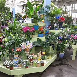 houseplants Shop ca o afacere