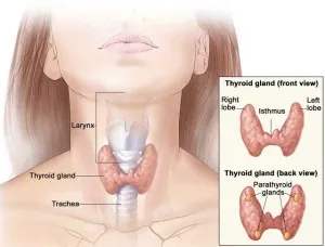 chirurgie tiroidian minim invaziva, in Israel spital, preturi, comentarii