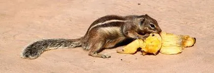 Berber ürge, vagy mókus kanári