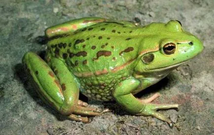 Frog описание билка, снимки