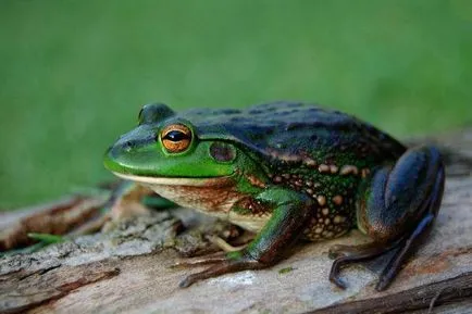 Descriere plante medicinale Frog, fotografii