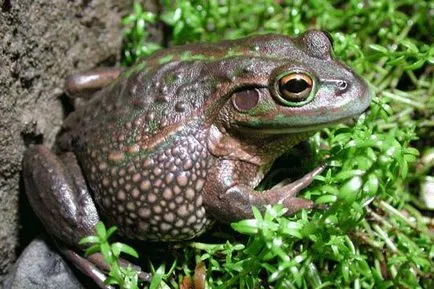 Descriere plante medicinale Frog, fotografii