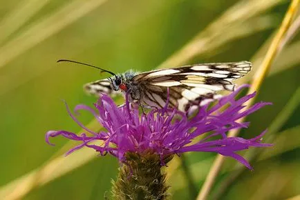 A legjobb fényképezőgép beállításait makro ~ PhotoPoint