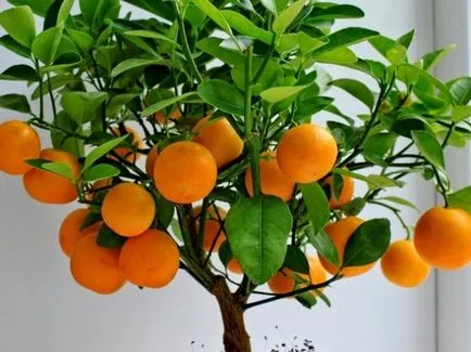 Mandarin la domiciliu - îngrijirea și cultivarea video arbore exotic