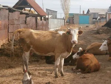 lapte de afaceri mici