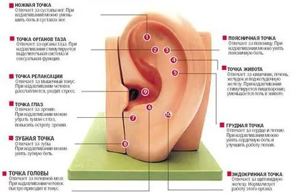 Масаж на ухото (ушите) предимства и как да се направи масаж Kozelkova