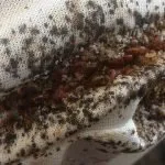 ploșnițe mobilă și căpușe arata ca și cum să scape de insecte