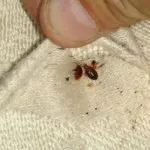 Bútor poloskák és kullancsok ellen kinézni, és hogyan lehet megszabadulni a rovarok