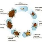 ploșnițe mobilă și căpușe arata ca și cum să scape de insecte