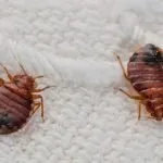 ploșnițe mobilă și căpușe arata ca și cum să scape de insecte