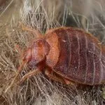 Bútor poloskák és kullancsok ellen kinézni, és hogyan lehet megszabadulni a rovarok