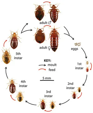 ploșnițe mobilă și căpușe arata ca și cum să scape de insecte