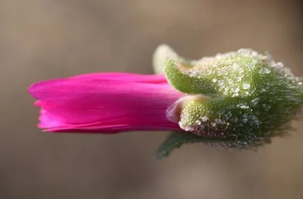 Mesembryanthemum (doroteantus) засаждане и грижи, расте от семена в домашни условия, снимки