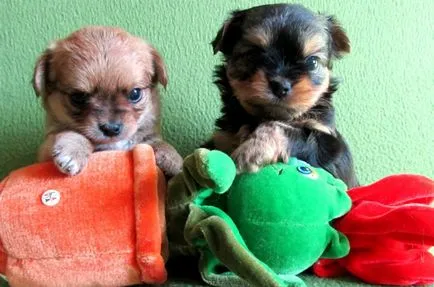 Vegyes Chihuahua és a Yorkshire terrier összes funkcióját a gondozás és karbantartás