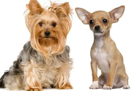 Vegyes Chihuahua és a Yorkshire terrier összes funkcióját a gondozás és karbantartás