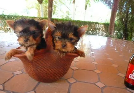 Vegyes Chihuahua és a Yorkshire terrier összes funkcióját a gondozás és karbantartás