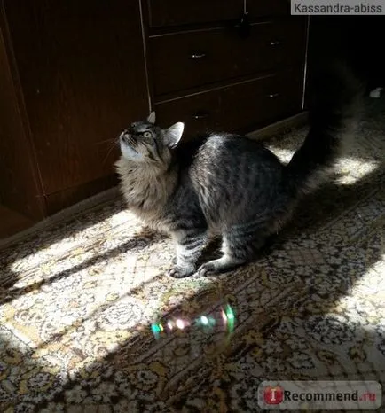 Szappan buborékok macskamenta kookamunga macskamenta buborékok - «szappanbuborékok