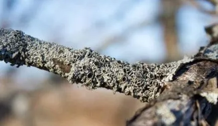 Moss alma szeretnének megszabadulni az okok, megelőzés