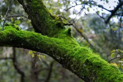 Moss alma szeretnének megszabadulni az okok, megelőzés