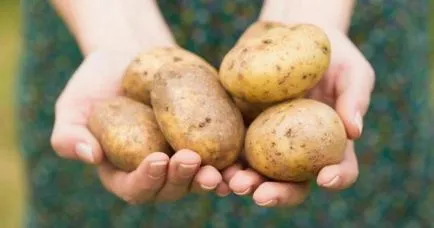 Putem otrăvească de fapt, cartofi verzi și germinate