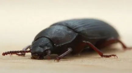 Mealworms în apartament ca lupta