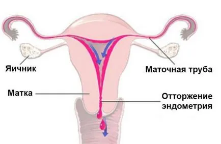 MRI по време на менструация е възможно да се направи
