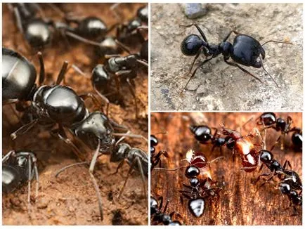 Messor - ingrijire, produse alimentare, habitat si durata de viata