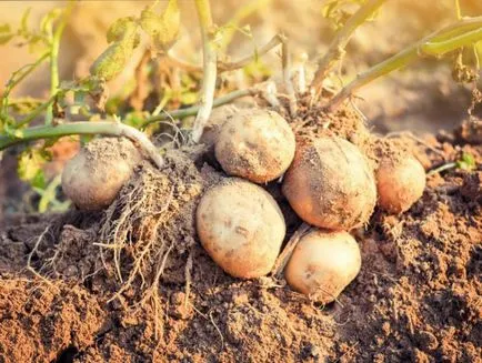 Можем ли всъщност отрови зелени и покълнали картофи