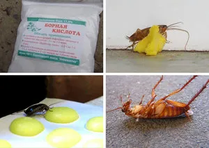 Amoniacul din gândacii în apartament retete remedii populare pentru controlul dăunătorilor, comentarii