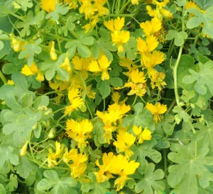 Nasturtium ptashechka