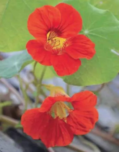 Sarkantyúvirág az országban, nem csak a virág, hanem hasznos növény, a helyszínen a kertben, ház és a szobanövények