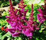 Nem virágzó Astilbe