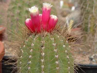 Nume, tipuri, fotografii de cactusi, animale de companie înflorite soiuri de cactusi de flori, imagini,