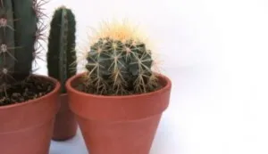 Nume, tipuri, fotografii de cactusi, animale de companie înflorite soiuri de cactusi de flori, imagini,