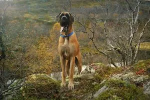 Great Dane - fotografii, pui, descriere rasa, comentarii proprietari, „da laba“