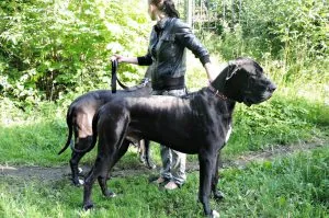 Great Dane - снимки, кученца, описание порода, прегледи на собствениците 