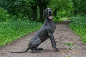 Great Dane - fotografii, pui, descriere rasa, comentarii proprietari, „da laba“